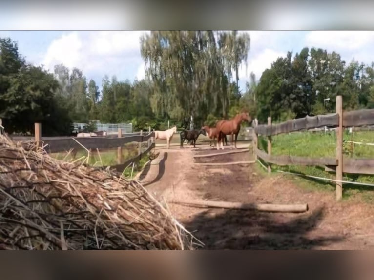 Einstell- Pensionsplatz im Offenstall für Pferd/Pony in Görlitz am Berzdorfer See