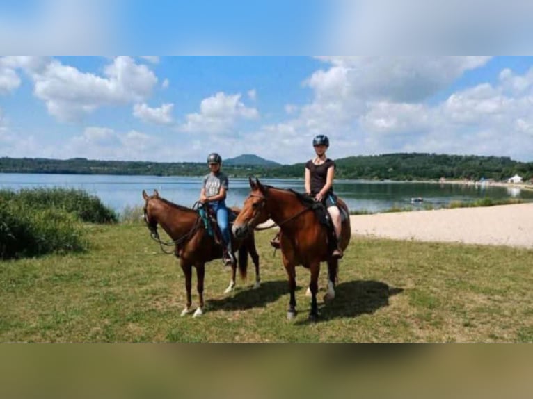 Einstell- Pensionsplatz im Offenstall für Pferd/Pony in Görlitz am Berzdorfer See