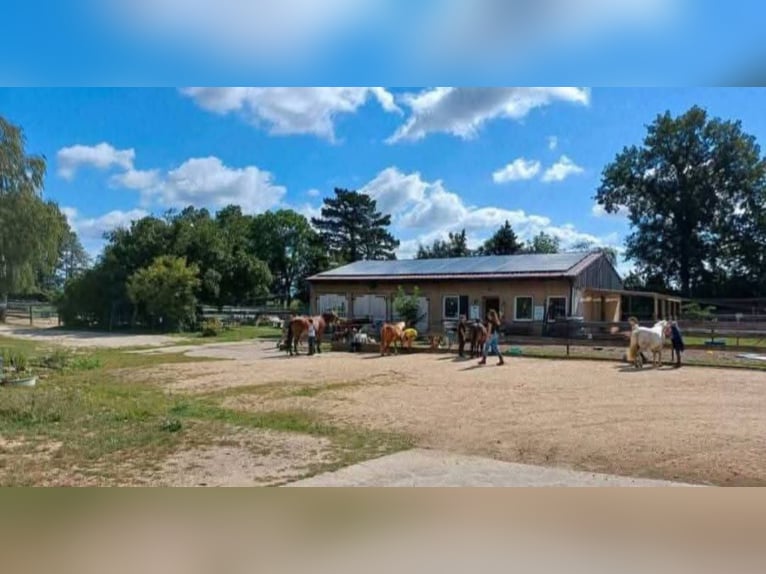 Einstell- Pensionsplatz im Offenstall für Pferd/Pony in Görlitz am Berzdorfer See