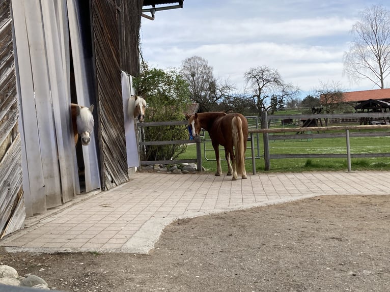 Einstellplatz im Offenstall mit Trail frei - nur Stuten 