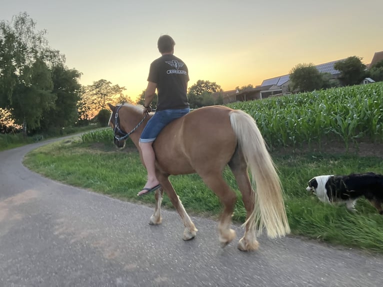 Einstellplatz Offenstall Stallplatz Wallach Aktivstall Pony, Rehe