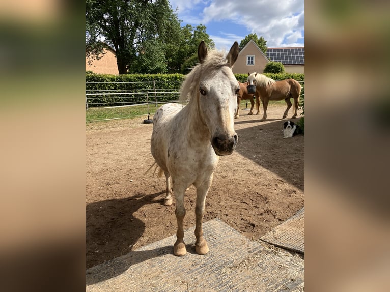 Einstellplatz Offenstall Stallplatz Wallach Aktivstall Pony, Rehe