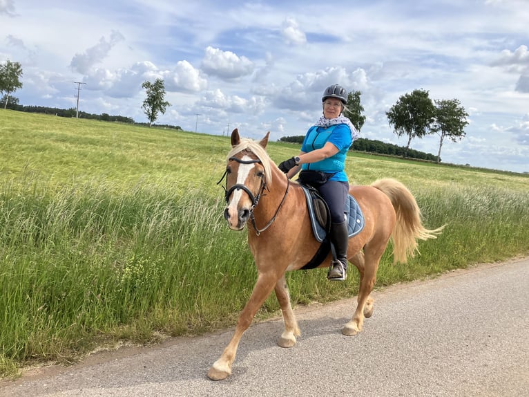 Einstellplatz Offenstall Stallplatz Wallach Aktivstall Pony, Rehe