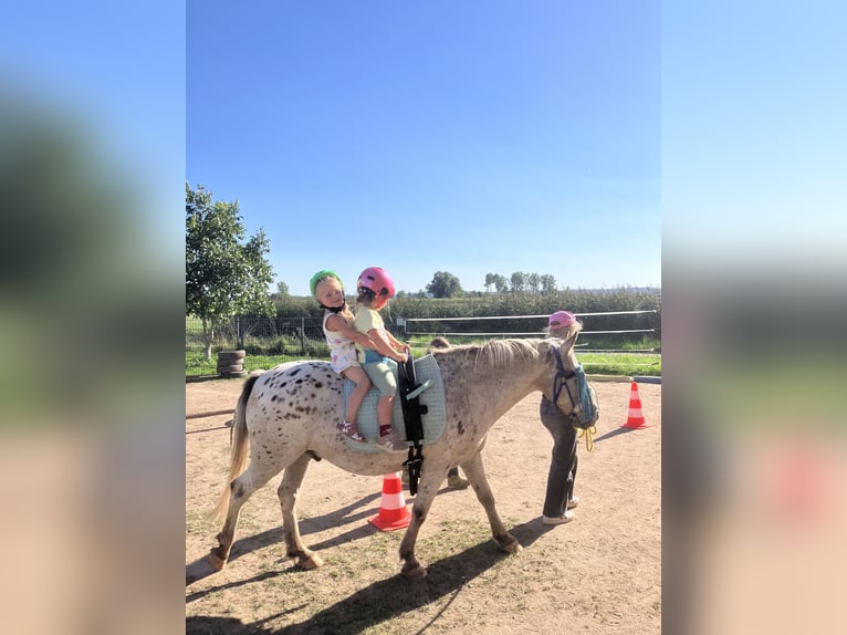 Einstellplatz Offenstall Stallplatz Wallach Aktivstall Pony, Rehe
