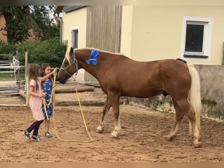 Einstellplatz Offenstall Stallplatz Wallach Aktivstall Pony, Rehe