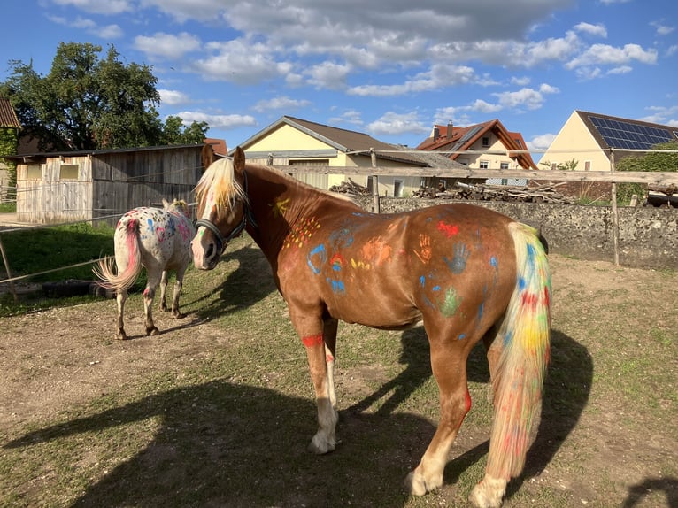 Einstellplatz Offenstall Stallplatz Wallach Aktivstall Pony, Rehe
