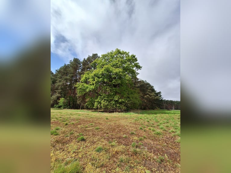  Exklusive Offenstallplätze in naturnaher Robusthaltung – 15754 Heidesee 