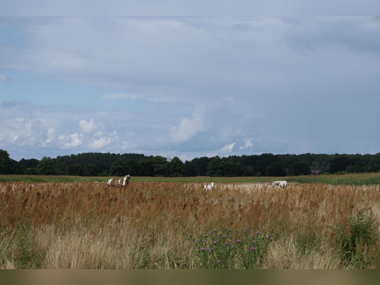 Exklusive Offenstallplätze in naturnaher Robusthaltung – 15754 Heidesee 