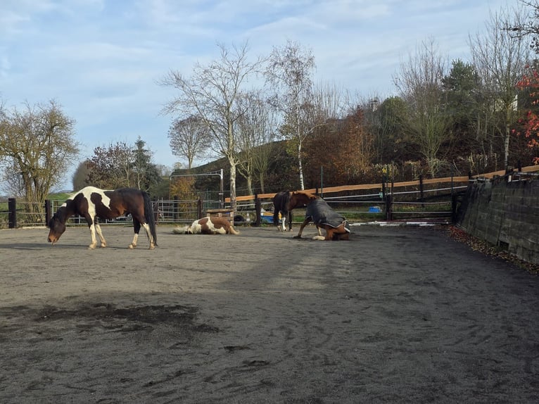 Family-run open stable in a beautiful Eifel setting, suitable for leisure horses, retirees, and resc