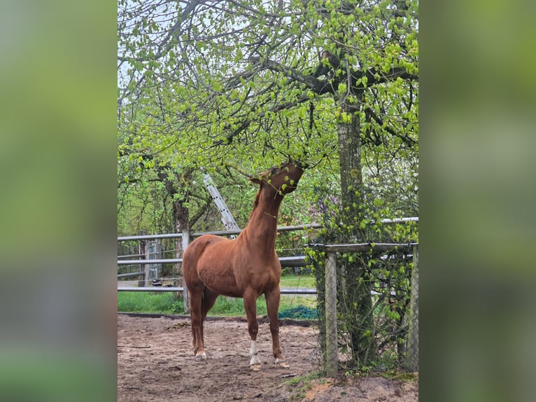 Family-run open stable in a beautiful Eifel setting, suitable for leisure horses, retirees, and resc