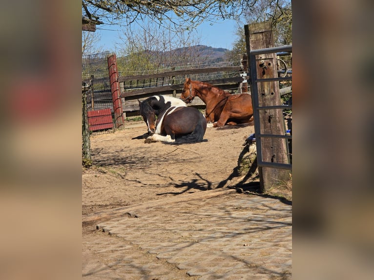 Family-run open stable in a beautiful Eifel setting, suitable for leisure horses, retirees, and resc