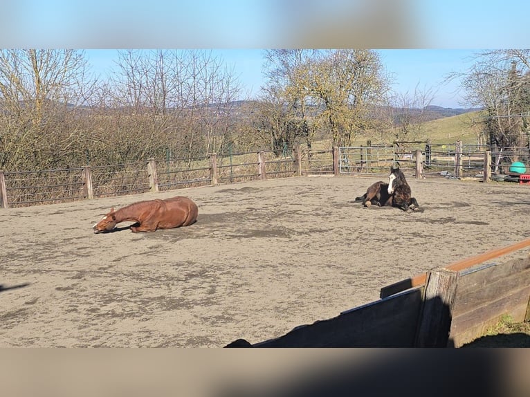 Family-run open stable in a beautiful Eifel setting, suitable for leisure horses, retirees, and resc