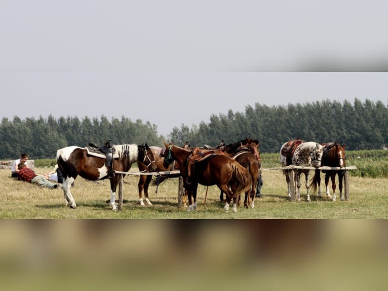 Freie Pferdeplätze auf der El Bronco Ranch (Ungarn)