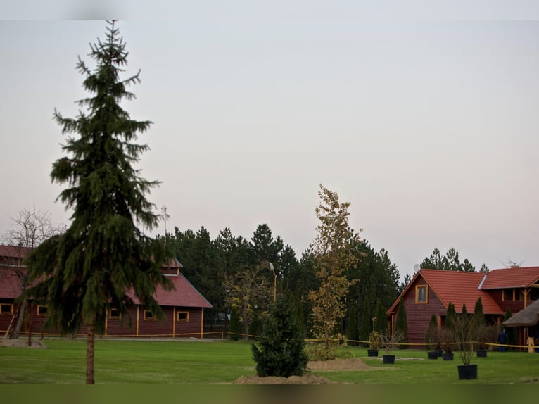 Freie Pferdeplätze auf der El Bronco Ranch (Ungarn)