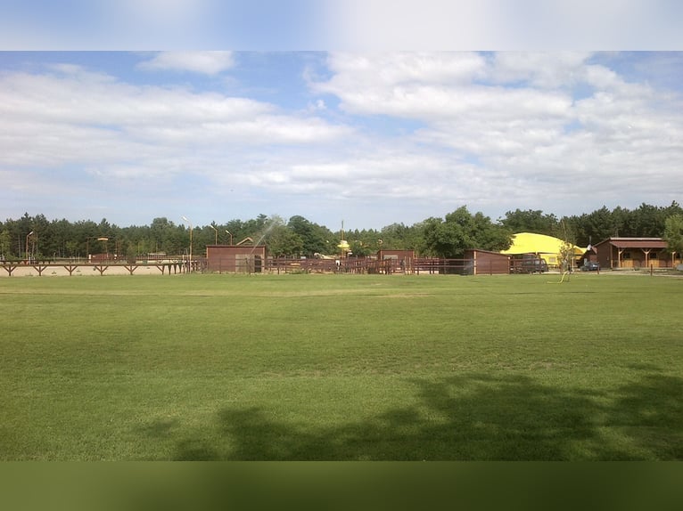 Freie Pferdeplätze auf der El Bronco Ranch (Ungarn)