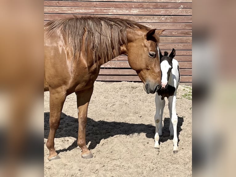 Freie Pferdeplätze auf der El Bronco Ranch (Ungarn)
