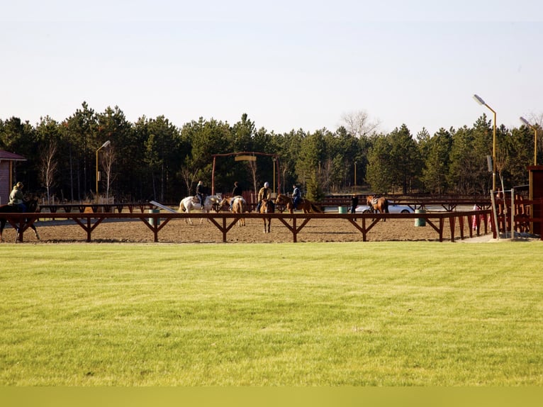 Freie Pferdeplätze auf der El Bronco Ranch (Ungarn)
