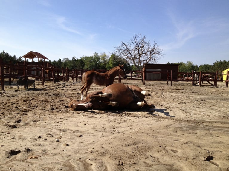 Freie Pferdeplätze auf der El Bronco Ranch (Ungarn)