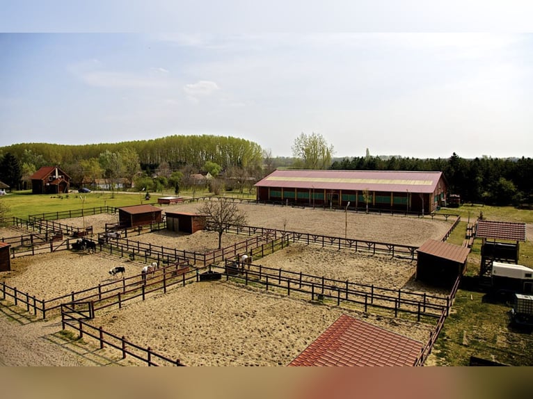Freie Pferdeplätze auf der El Bronco Ranch (Ungarn)