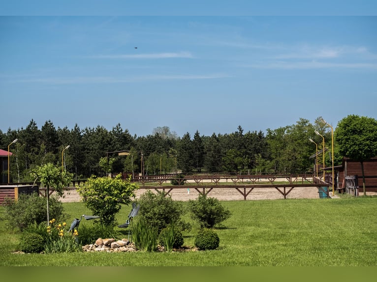 Freie Pferdeplätze auf der El Bronco Ranch (Ungarn)