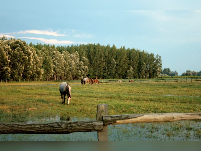 Freie Pferdeplätze auf der El Bronco Ranch (Ungarn)
