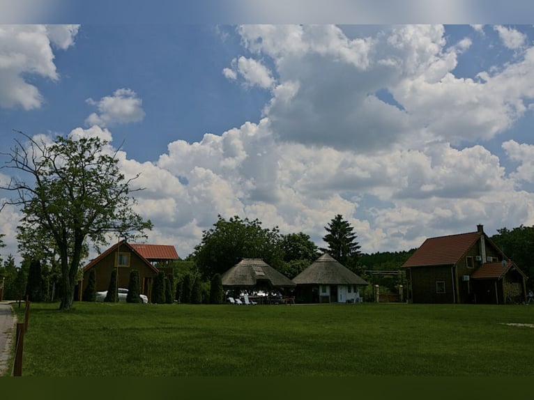 Freie Pferdeplätze auf der El Bronco Ranch (Ungarn)