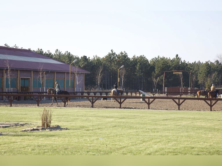 Freie Pferdeplätze auf der El Bronco Ranch (Ungarn)