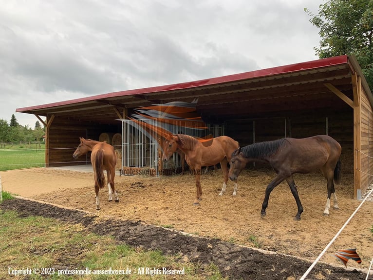 Horse Shelter – Building an Open Stable & Horse Shelter, Pasture Shelter | Purchase a Pasture Hut