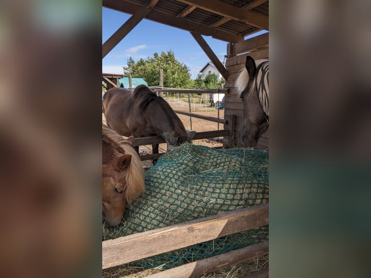 Icelandic Horses in a Stable with Self-Care System – Suitable for Allergists and Reindeer Enthusiast