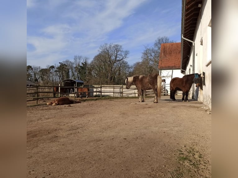 Icelandic Horses in a Stable with Self-Care System – Suitable for Allergists and Reindeer Enthusiast