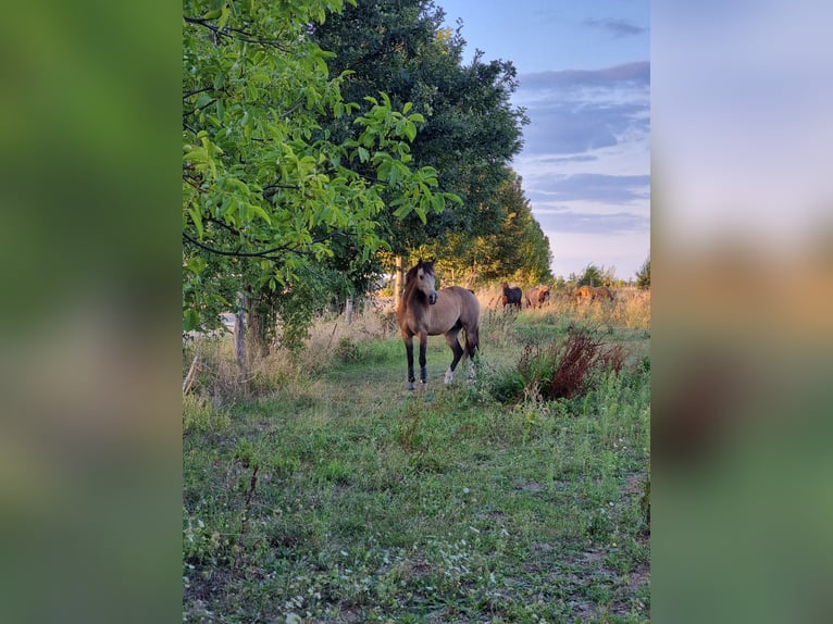 Idyllic Boarding Stable / Pasture Turnout Available