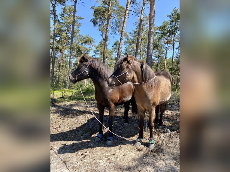 Isländer oder Pony gesucht - Offenstallplatz frei!