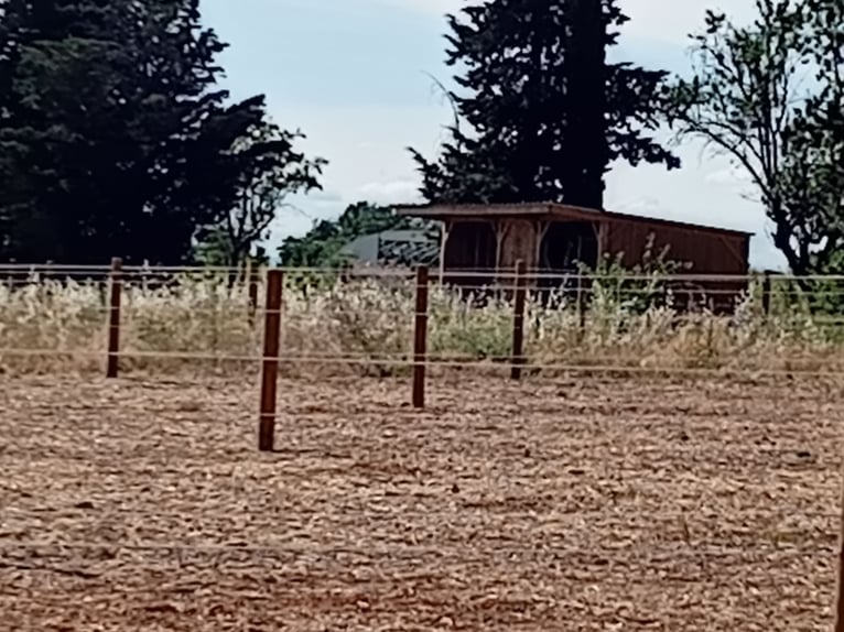 Livery paddock