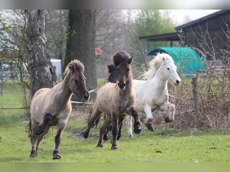 Livery stable space available at an Icelandic horse farm.