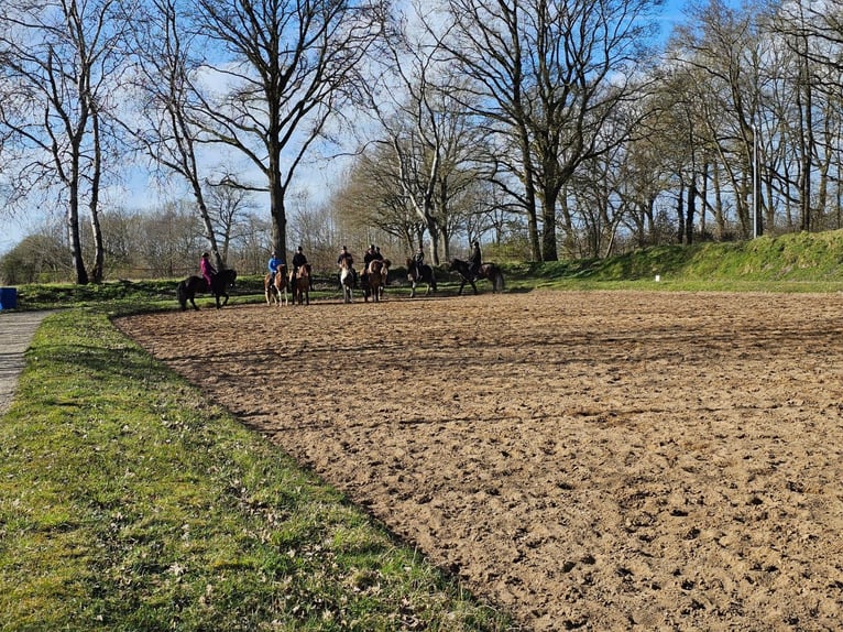 Livery stable space available at an Icelandic horse farm.