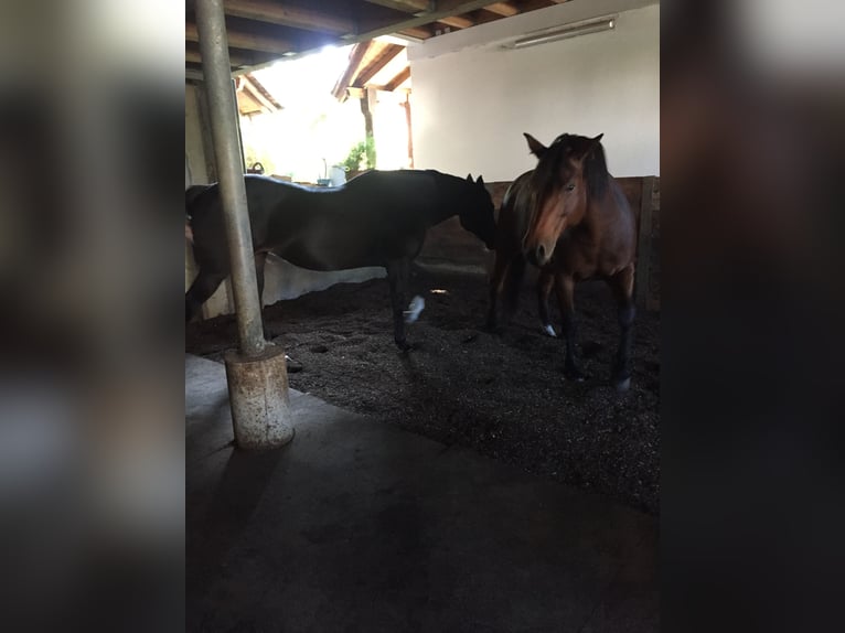 Livery stable space in group turnout