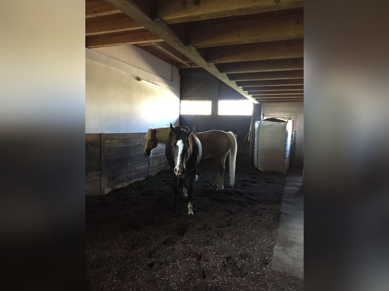 Livery stable space in group turnout