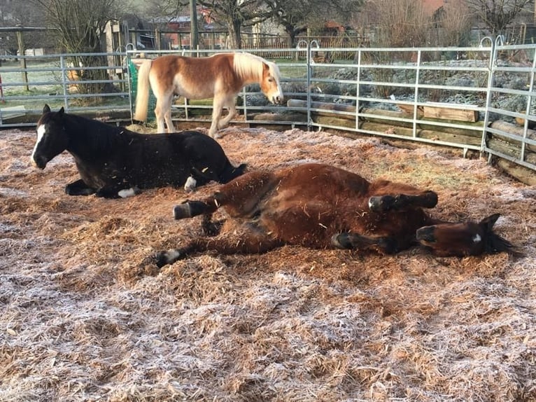 Livery stable space in group turnout