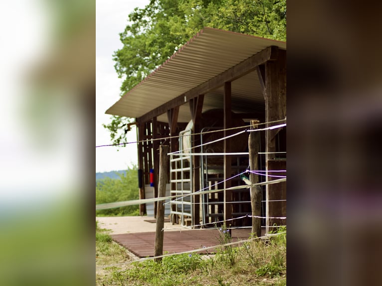 Looking for 1-2 boarders for an open stable in the northern Odenwald.