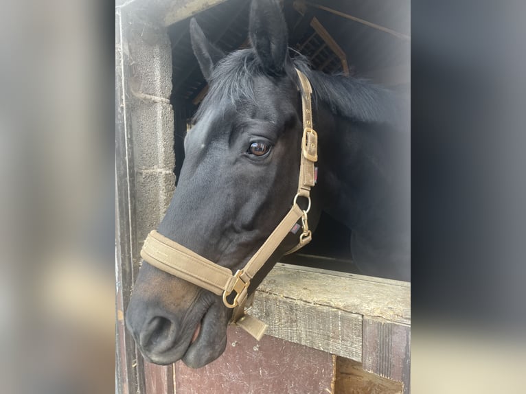 Looking for a herd barn, stable, or activity stable.