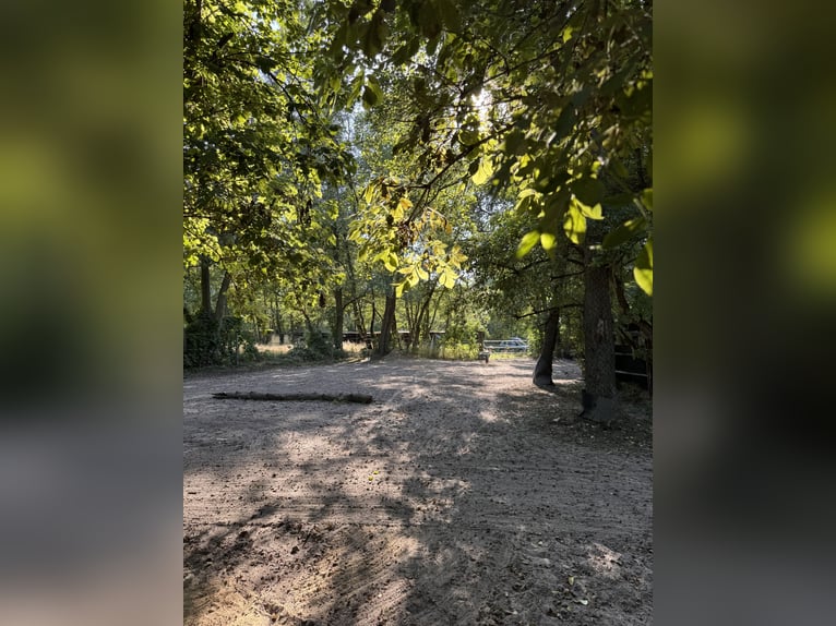 Looking for a new tenant for self-managed paddock, open stable, trail riding, and pasture.