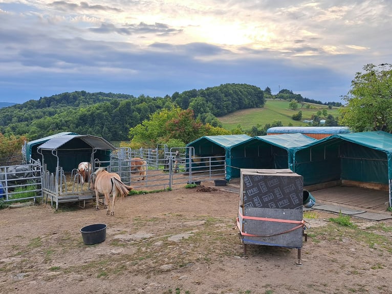 Looking for a shared stable community – for a person and a horse with heart