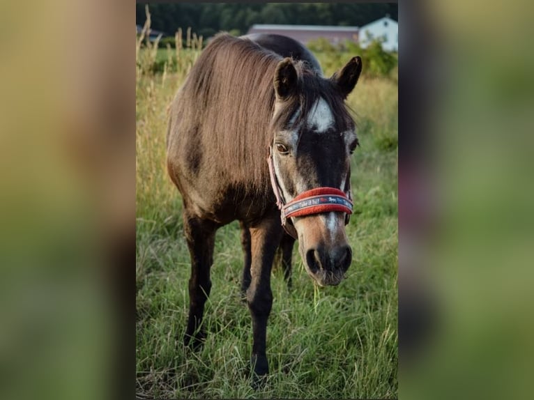 *NEU* Offenstall - aktuell im Umbau