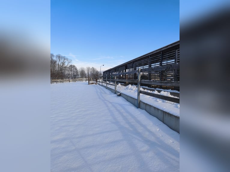 New outdoor paddock system