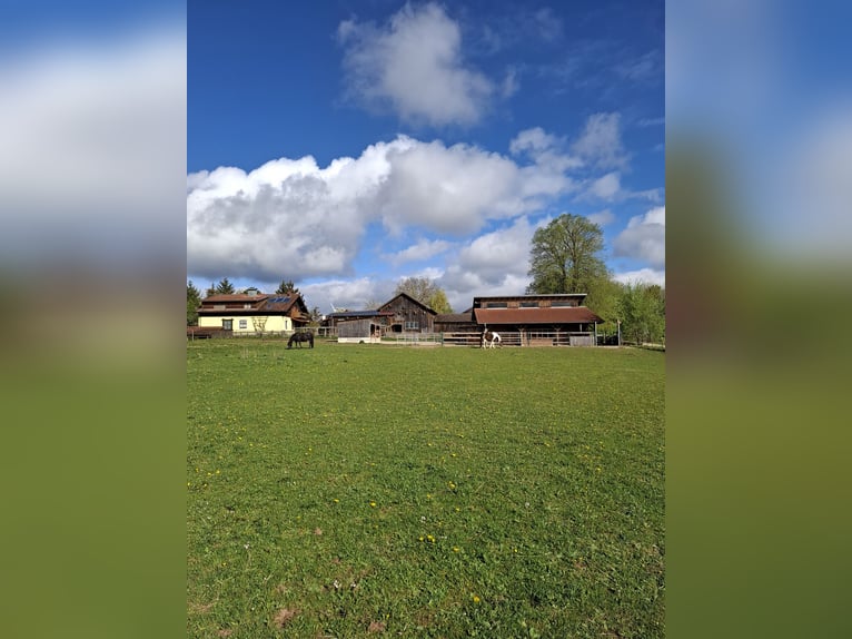 Offenstall Aufzuchtplatz, bevorzugt Stute