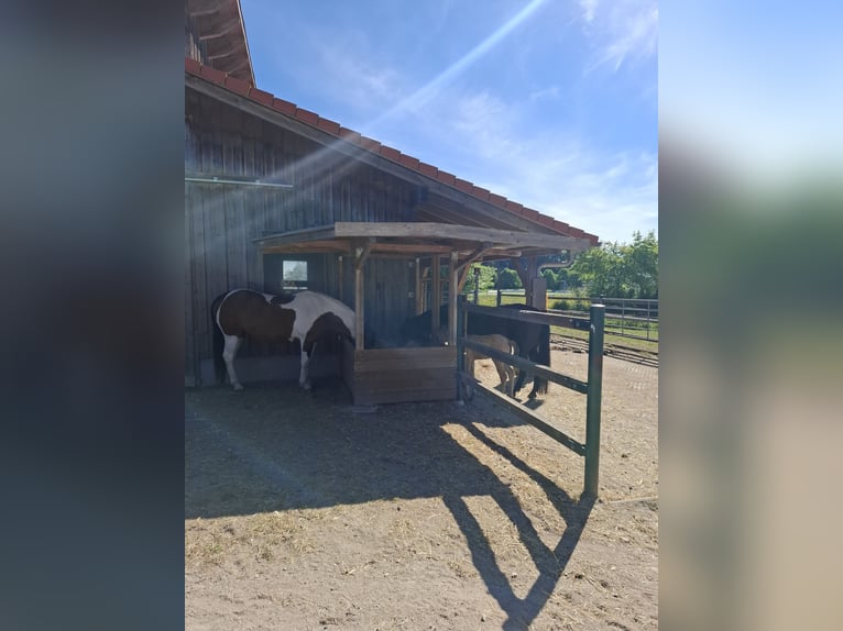 Offenstall Aufzuchtplatz, bevorzugt Stute