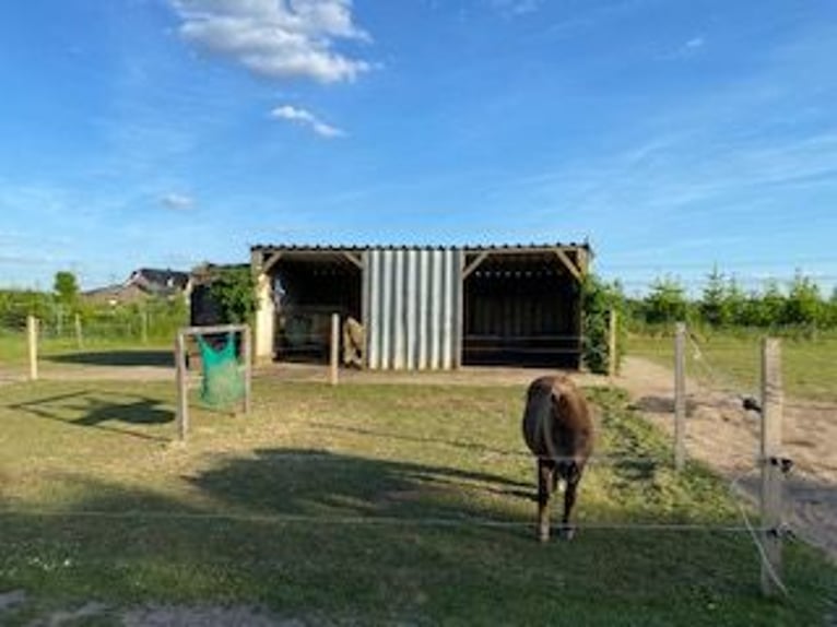 Offenstall : bezugsferige Anlage