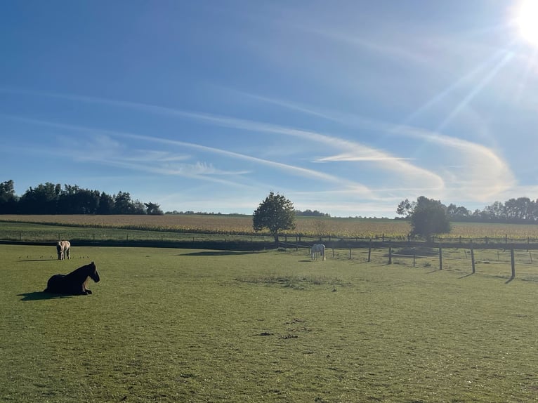 Offenstall f. Teil-/Selbstversorger f. 2 - 4 Pferde