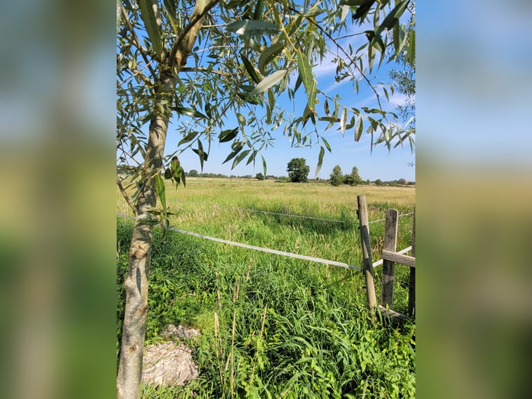 Offenstall für Kurpferde/Rehapferde