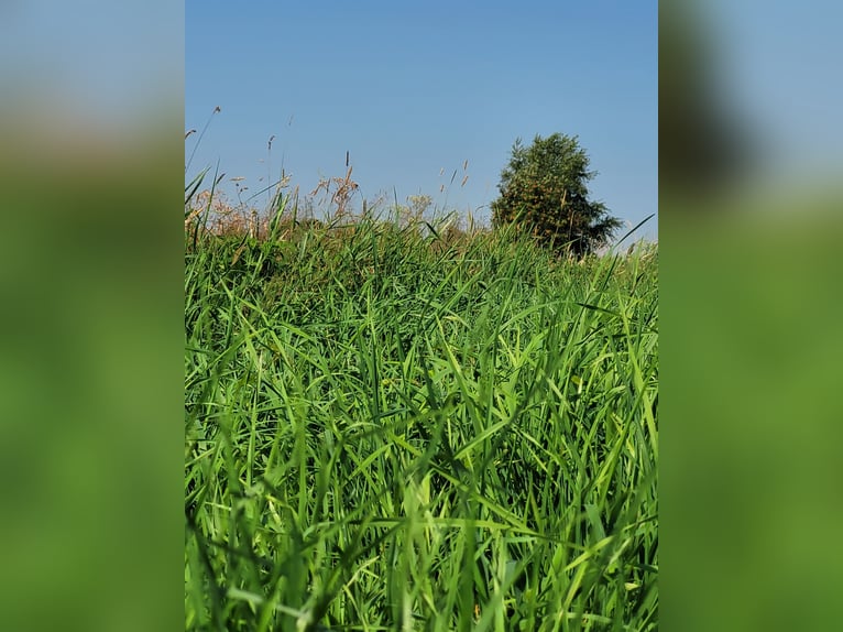 Offenstall für Kurpferde/Rehapferde